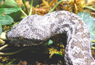 Vipernkopf